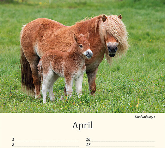 Birthday calendar animals Birthday calendar animals