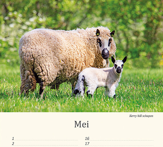 Birthday calendar animals Birthday calendar animals