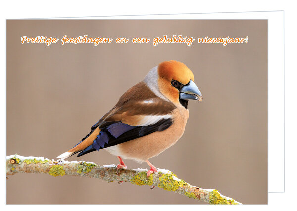 Hawfinch Christmas card - double bird card with envelope (K015)