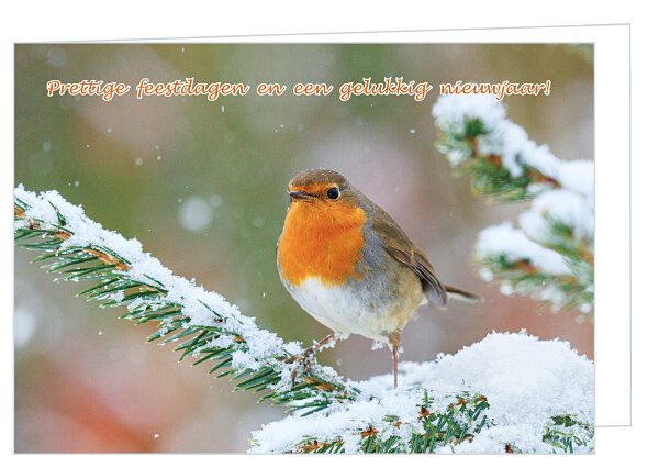 Robin Christmas card - double bird card with envelope (K016) Robin Christmas card - double bird card with envelope (K016)