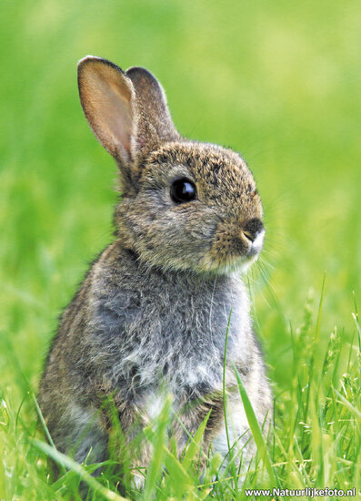 Cheap postcards - set of 11 animal postcards (nr. 95-1)