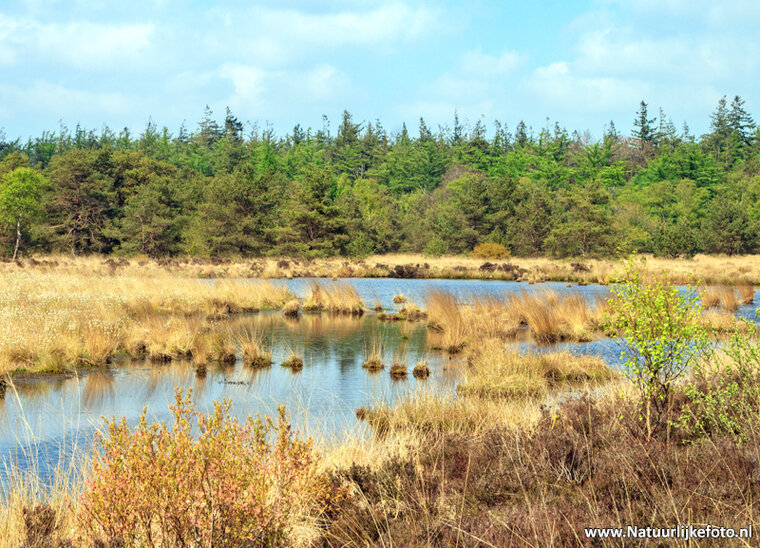Photography workshop Fochteloërveen
