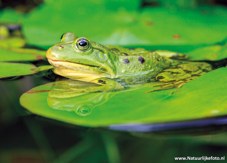 Photography workshop Fochteloërveen