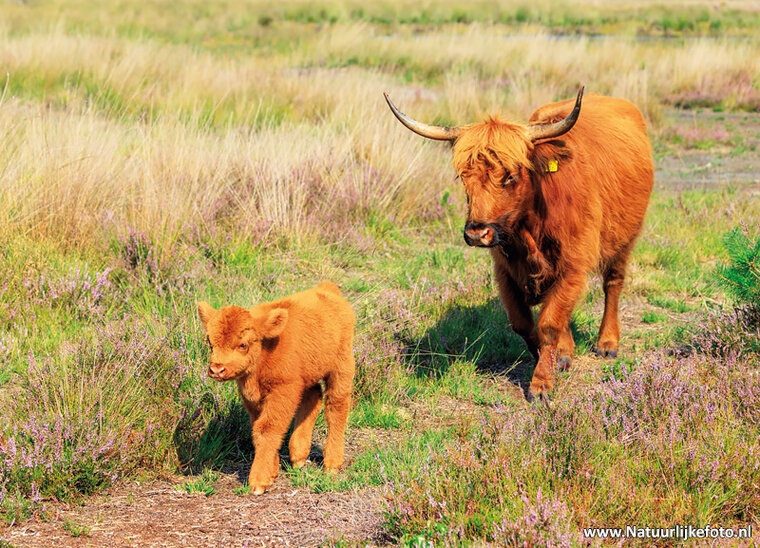 postcard Scottish highlanders