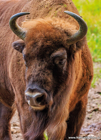 postcard European bison