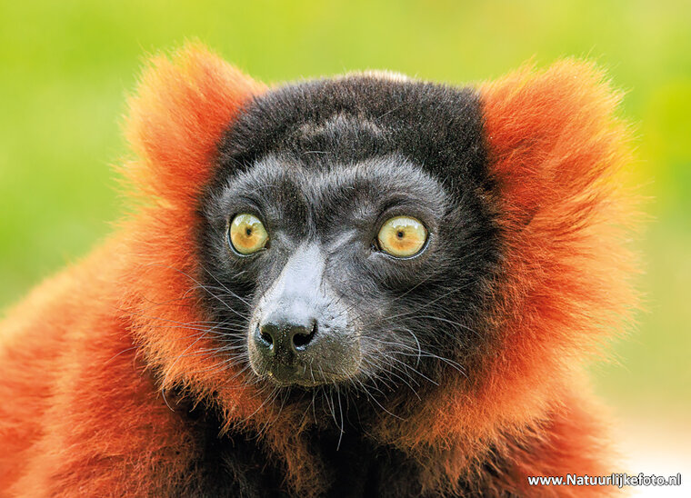 postcard red ruffed lemur