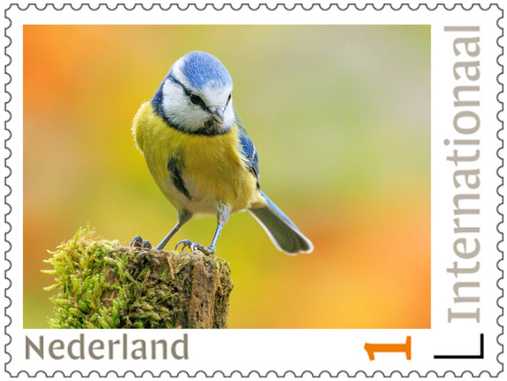 Postzegels 5 x Internationaal blue tit (PI40) Postzegels 5 x Internationaal blue tit (PI40)