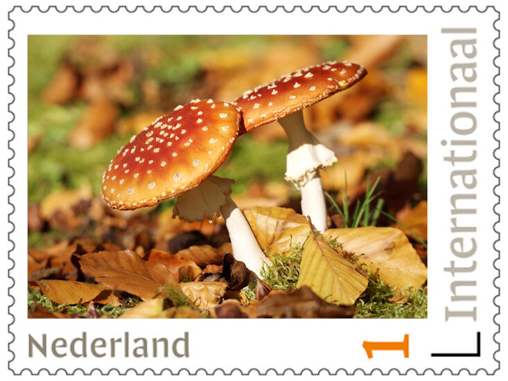 Postzegels 5 x Internationaal mushrooms (PI41)