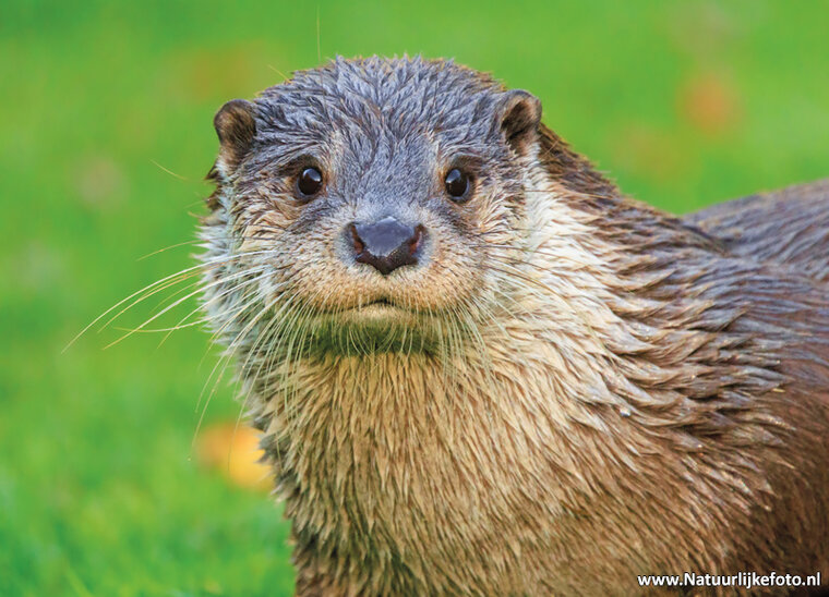 postcard Eurasian otter