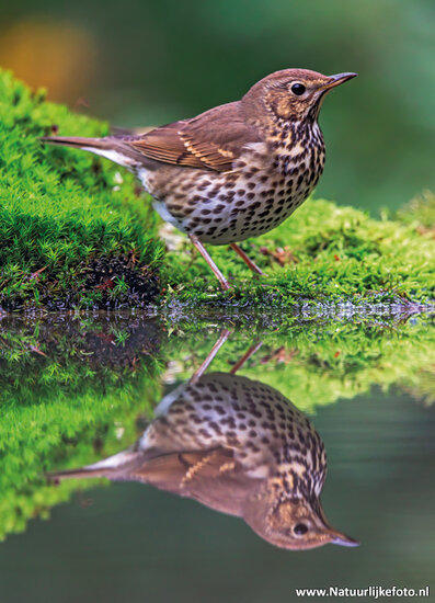 postcard song thrush