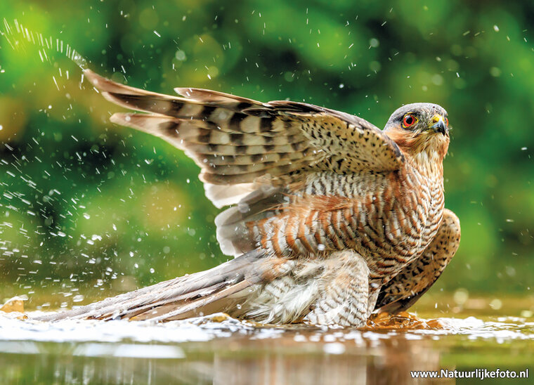 postcard Eurasian sparrow hawk