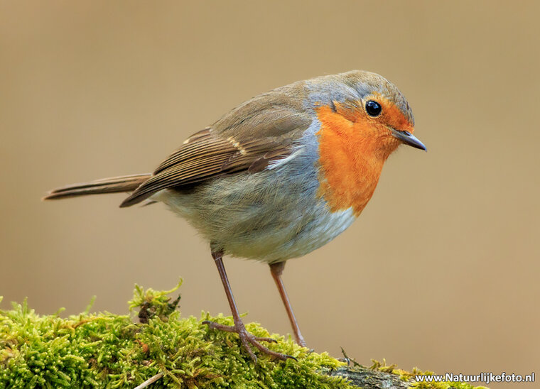 Photography workshop Drenthe