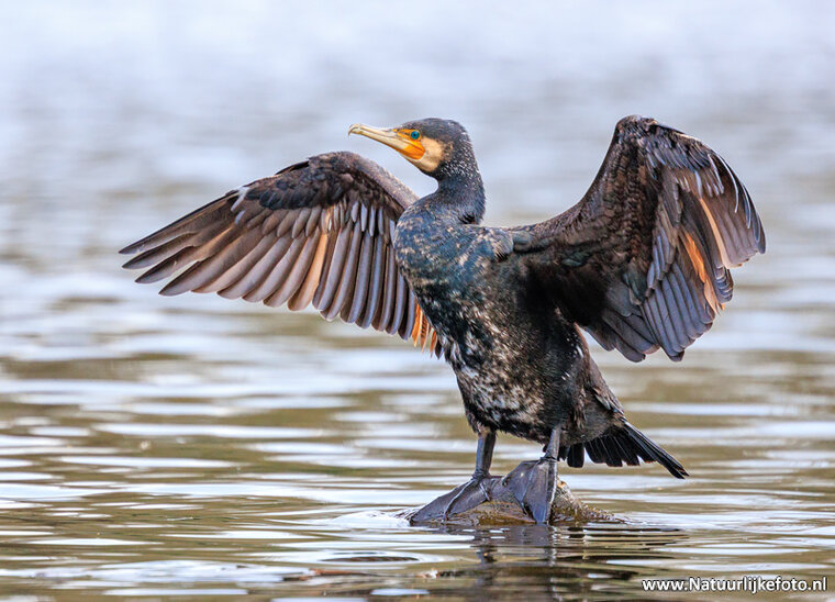 Photography workshop Friesland