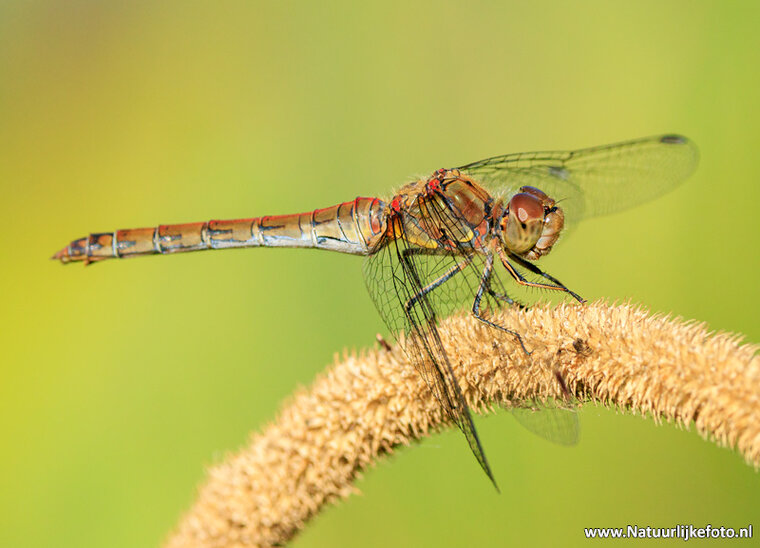 Photography workshop Appelscha