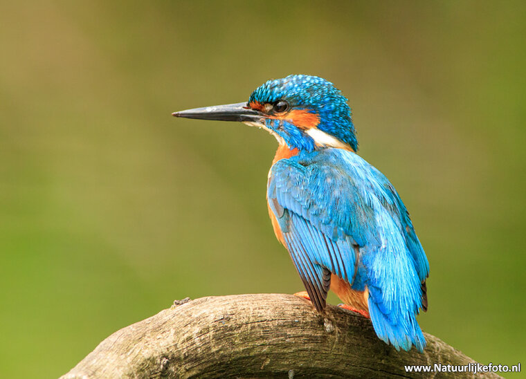 Photography workshop Haren