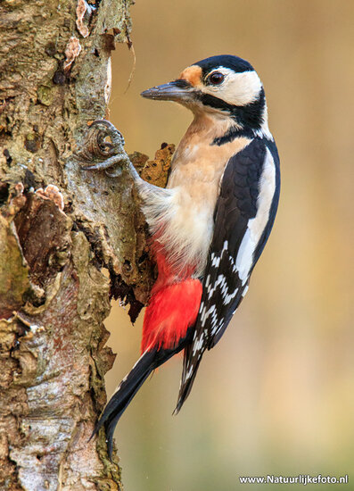 Photography workshop Beetsterzwaag