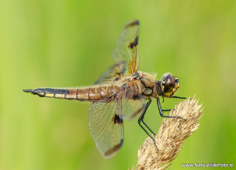 Photography workshop Fochteloërveen
