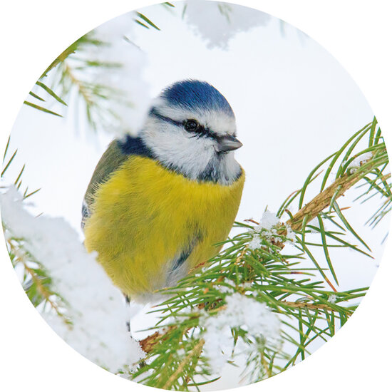 Closing stickers blue tit 