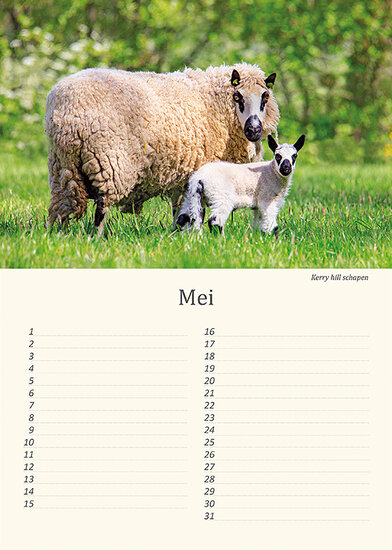Birthday calendar animals