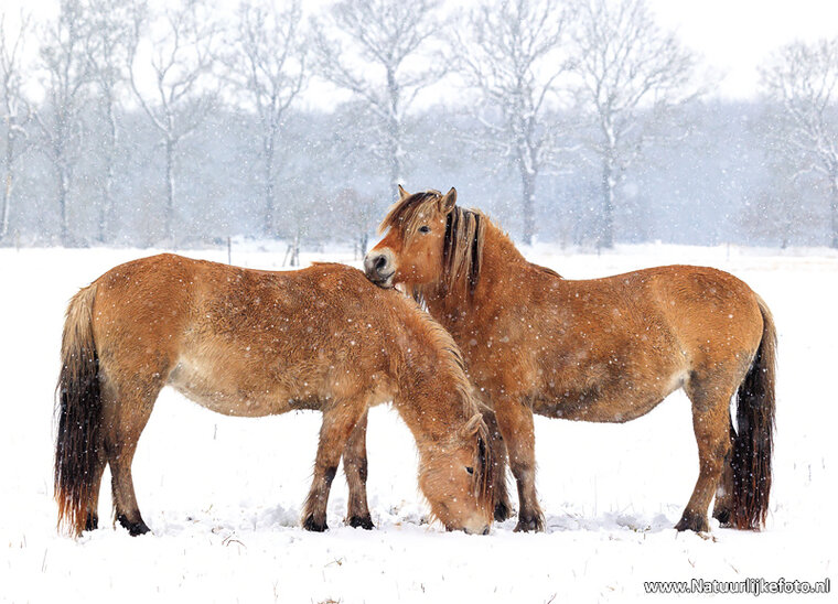postcard horses in the snow