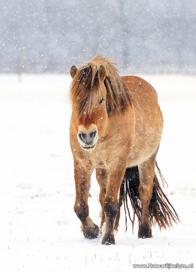 postcard haflinger horse in the snow