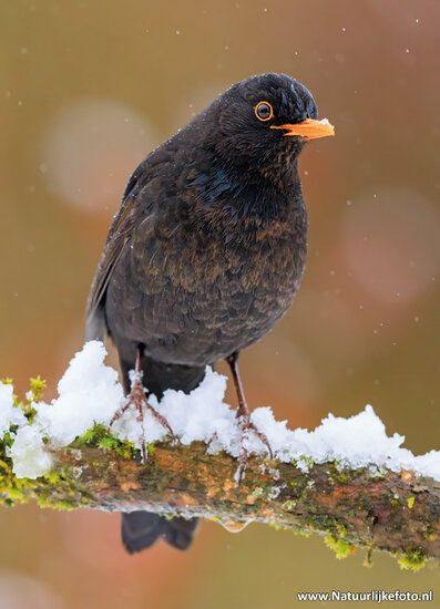 postcard common blackbird