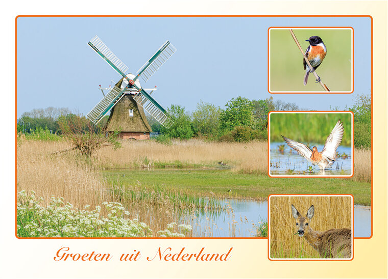 postcard groeten uit Nederland spring