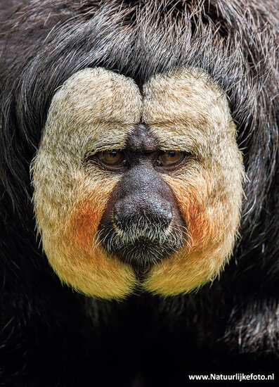 postcard white-faced saki