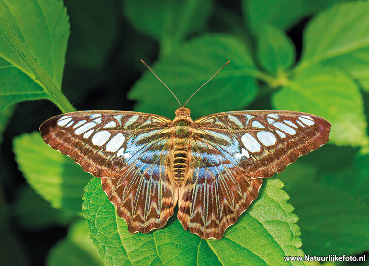 postcard clipper butterfly