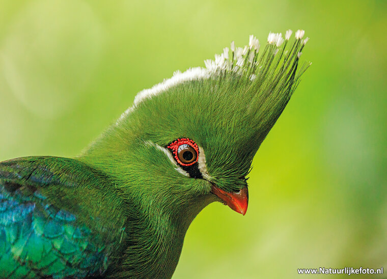 postcard Livingstone's turaco