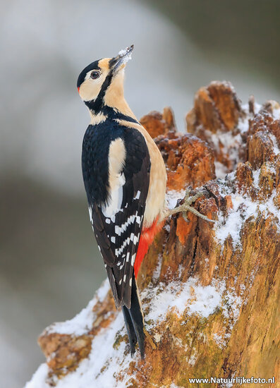 postcard great spotted woodpecker in the snow