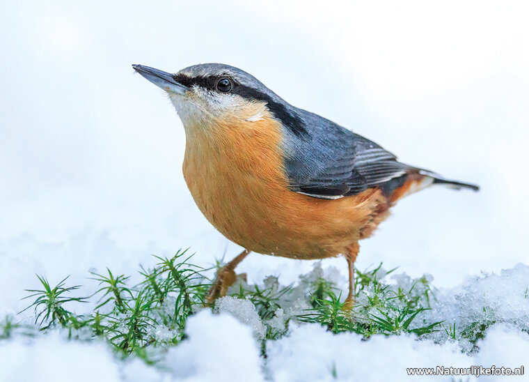 postcard Eurasian nuthatch