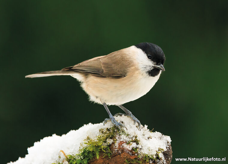 postcard marsh tit