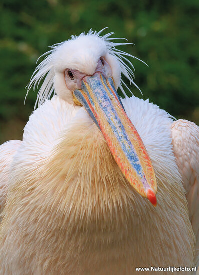 postcard great white pelican