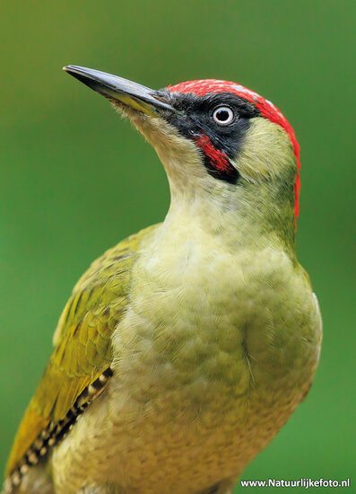 postcard green woodpecker
