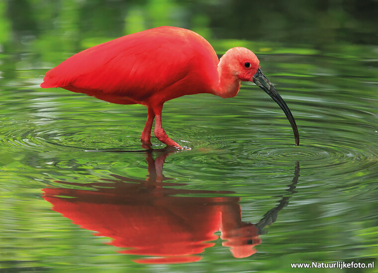 postcard scarlet ibis