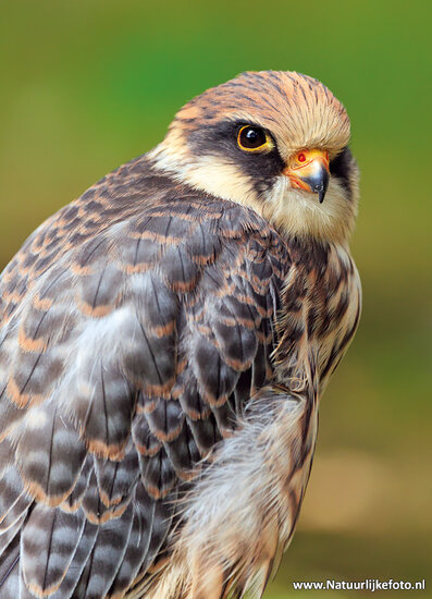 postcard red footed falcon