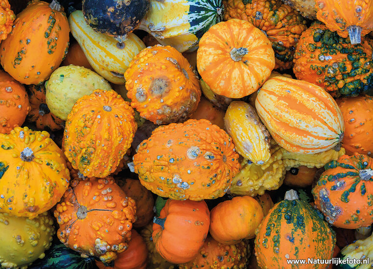 postcard gourds