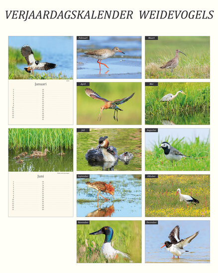 Birthday calendar birds