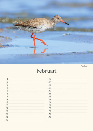 Birthday calendar birds