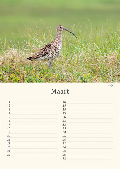 Birthday calendar birds