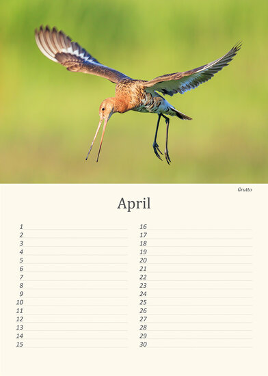 Birthday calendar birds