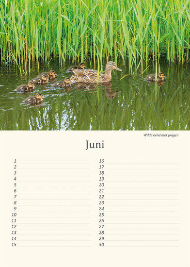 Birthday calendar birds