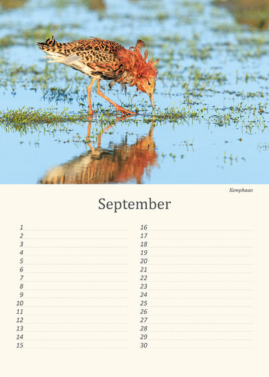 Birthday calendar birds