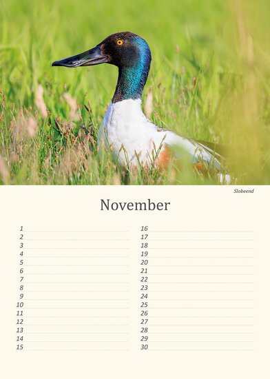 Birthday calendar birds