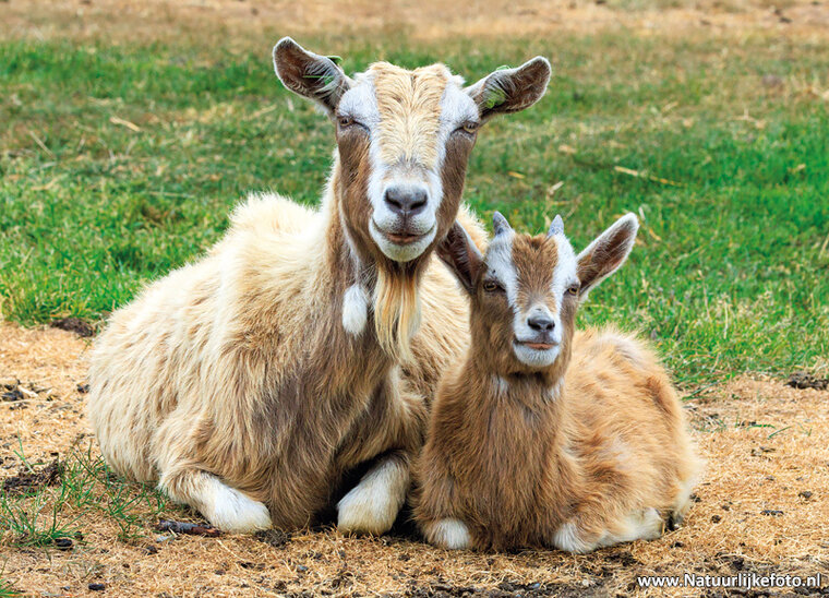 postcard goats