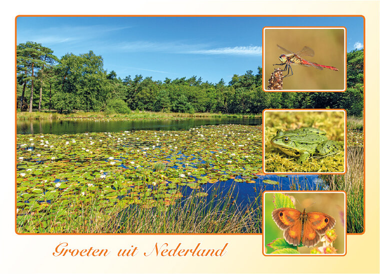 Dutch postcards set