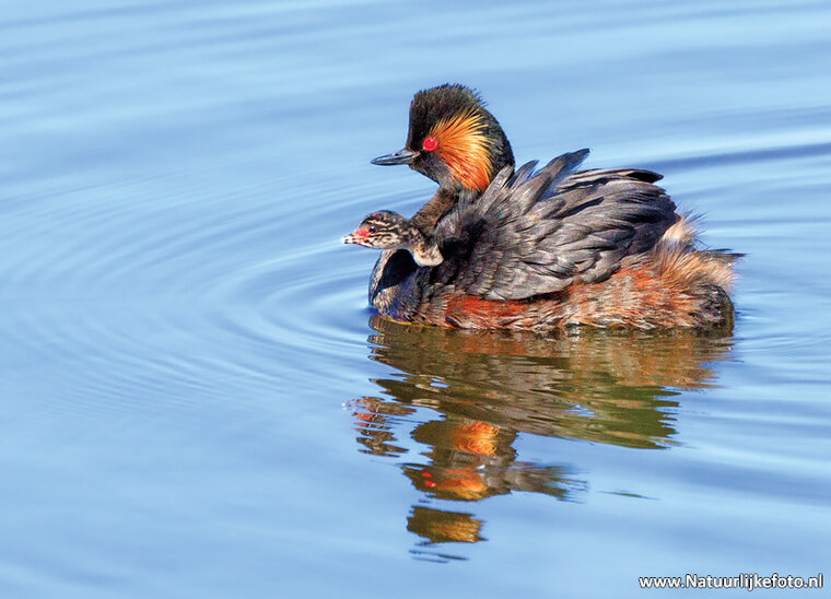 postcard black-necked grebe