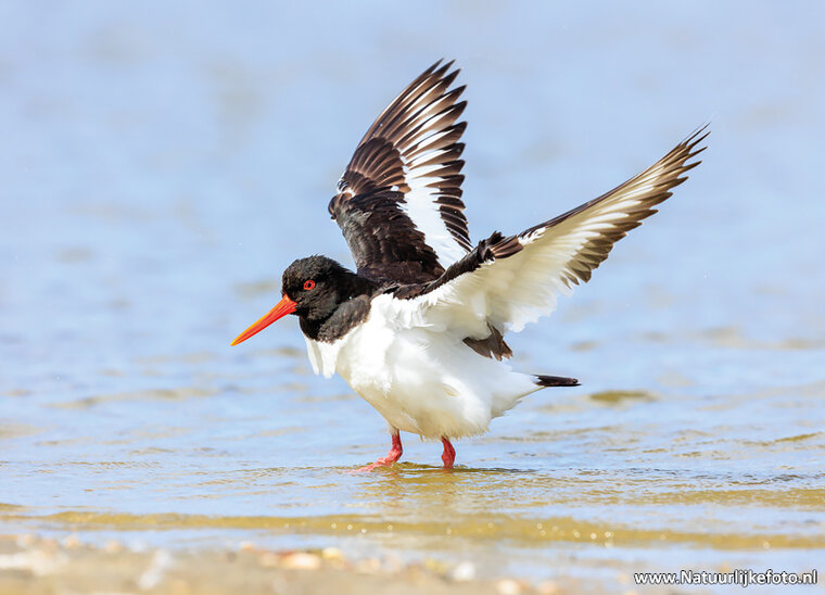 postcard Eurasian oystercatcher