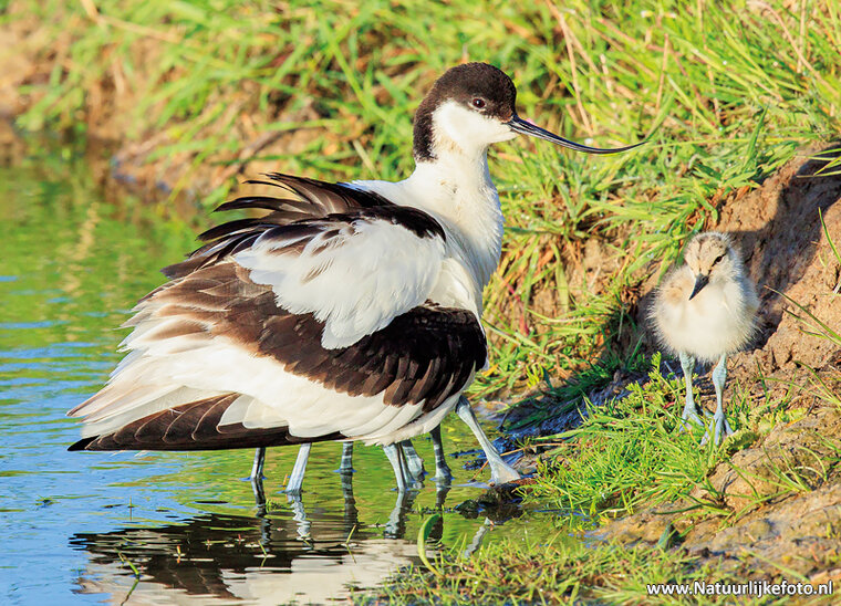 postcard pied avocet with young